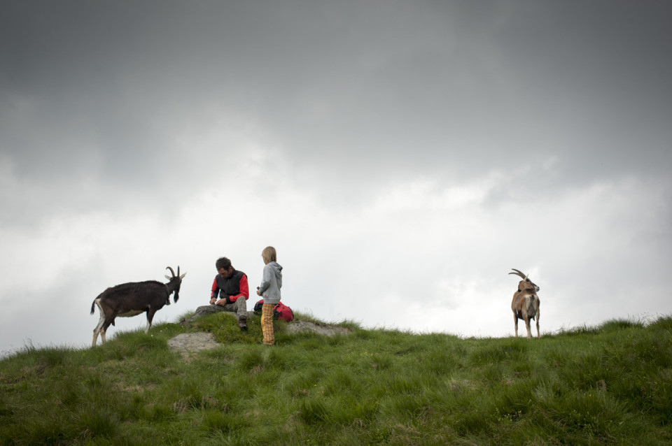 Herding Goats in the Alps
